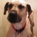 Dozer