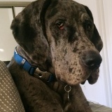 Oz