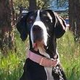 Zoey