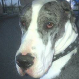 Duke