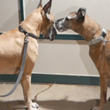 Cowboy & Schatzi