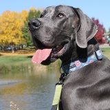 Great Dane for Adoption