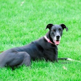 Kaya