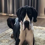 Sven