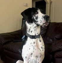 Atlas - Foster Needed