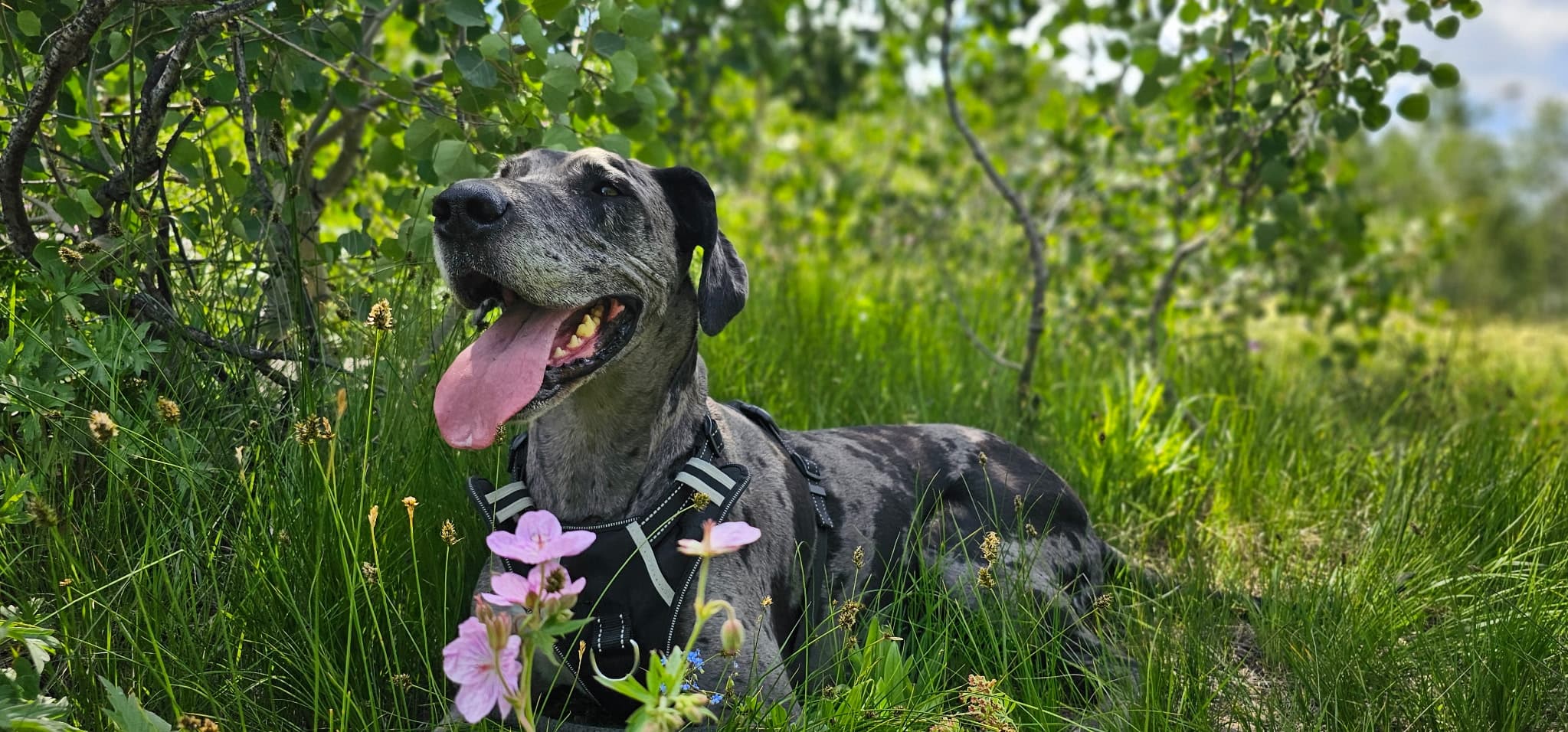 Rocky Mountain Great Dane Rescue
