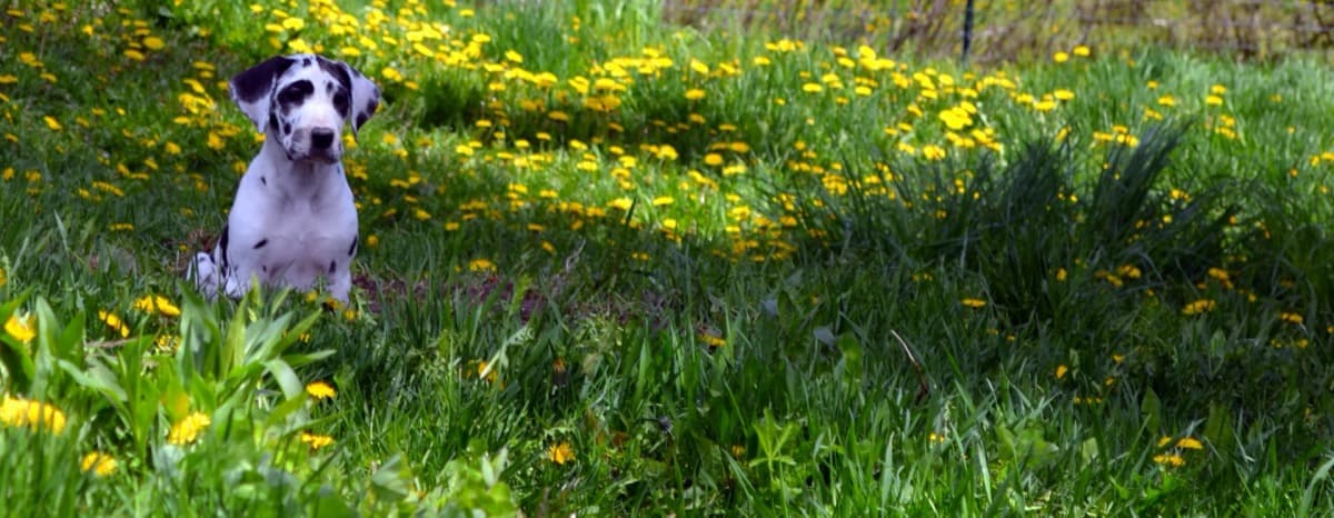 Great Dane sitting in a meadow — Foster a Great Dane with RMGDRI