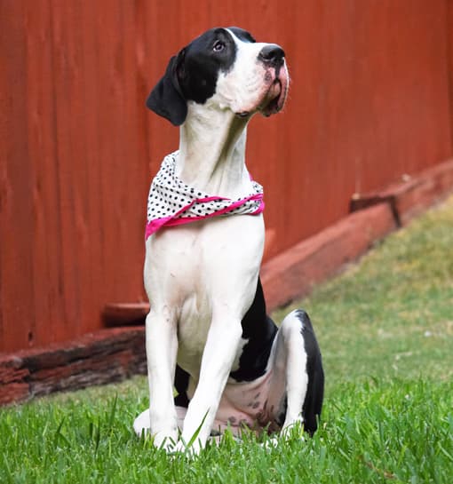 Beautiful Great Dane in polka dot harness sitting proudly