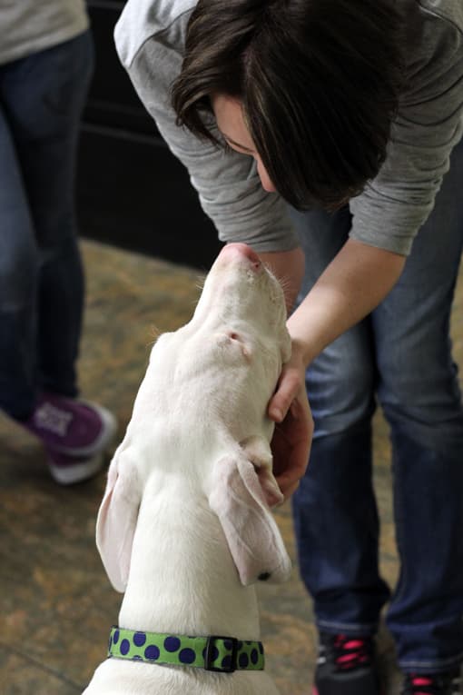 Great Dane volunteer work