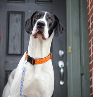 Home check volunteer