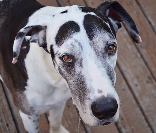 Harlequin Great Dane