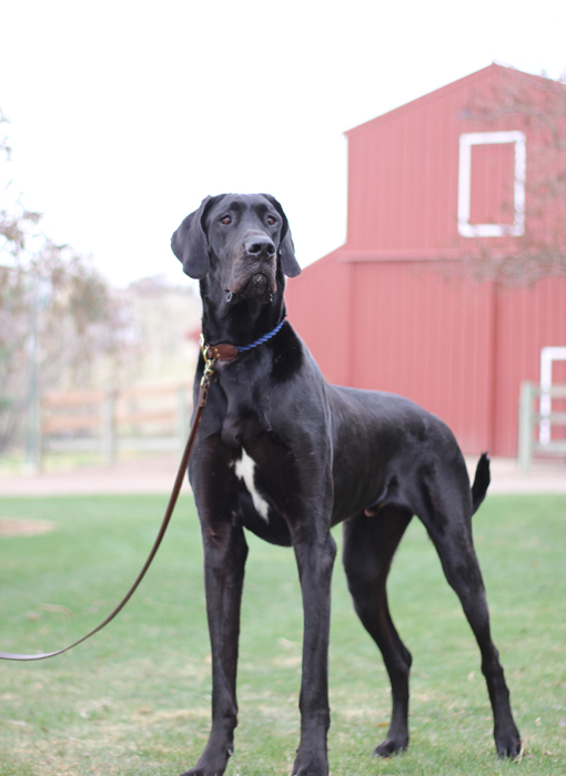what does a great dane look like