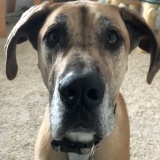 Rosco