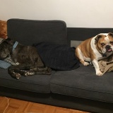 Brutus 2