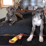 Molly & Sullivan