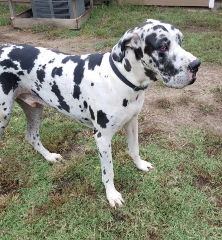 Ryker - Rocky Mountain Great Dane Rescue, Inc.