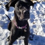 Kali