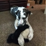 Gus