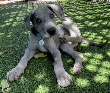 Sponsor a Dane Sponsor a Dane
