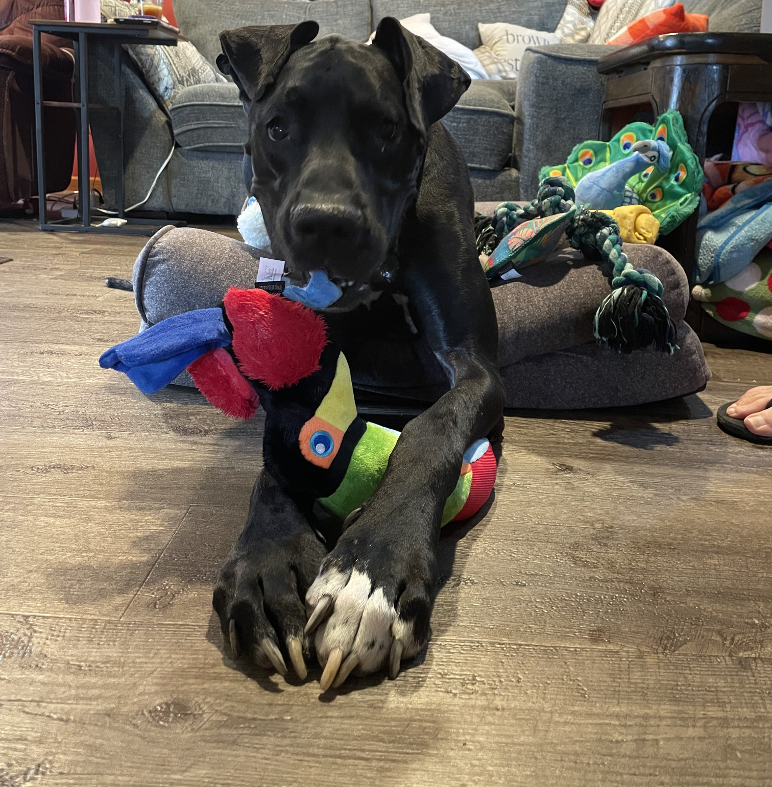 Bolt 
