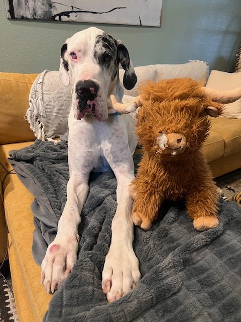 Odie - A