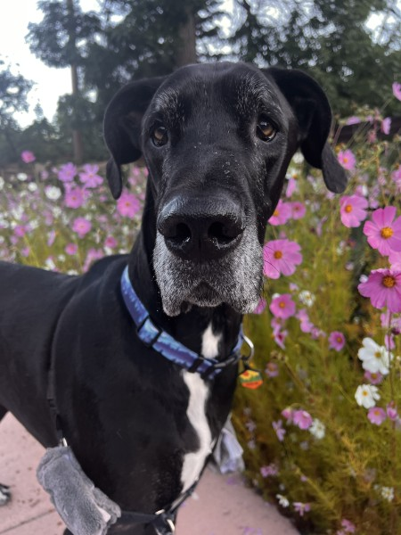 Dane